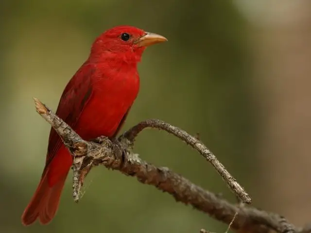 red bird on a tree branch