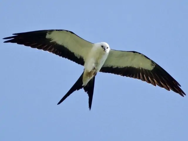 flying bird with wide wings