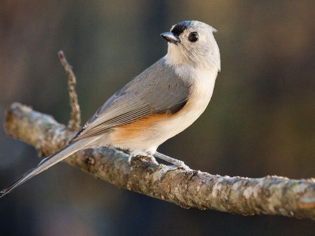 Bird with gray wings and white body