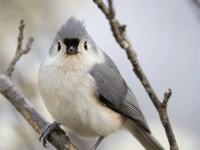 Tufted Titmouse in nature