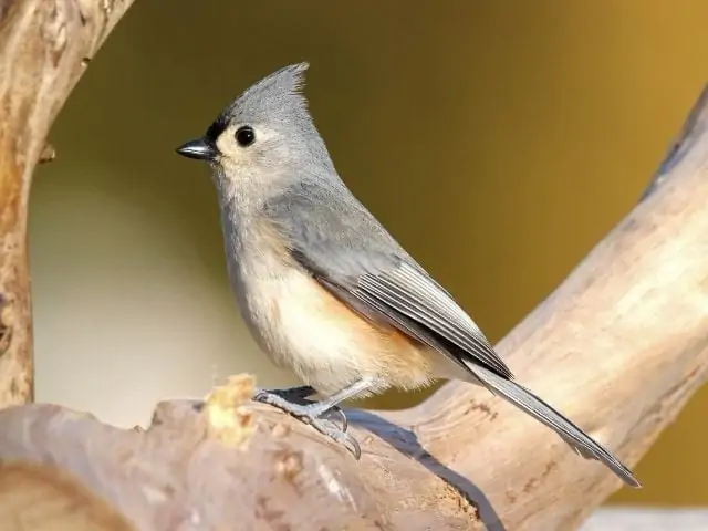 Tufted Titmouse on a tree
