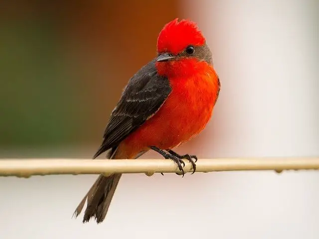 red bird with black wings