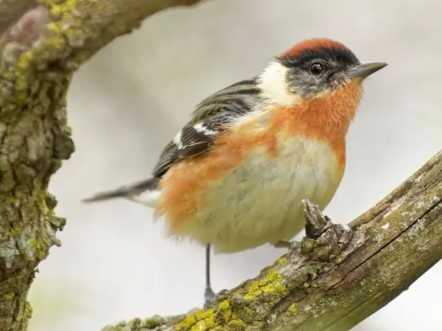 Warbler on branch with moss