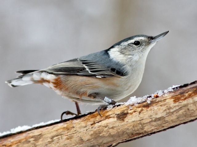 White-Breasted Nuthatch on a tree branch