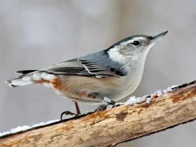 White-Breasted Nuthatch on a tree branch