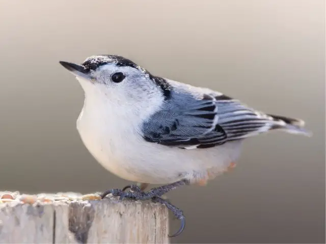 White-breasted Nuthatch on a fence