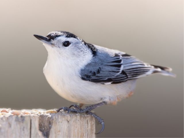 White-breasted Nuthatch on a fence