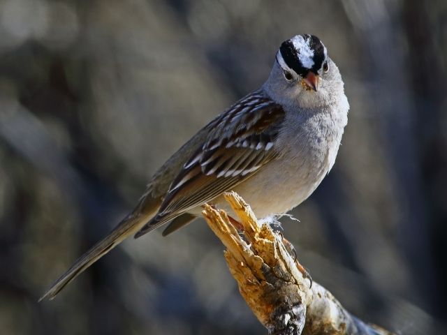 Sparrow with white crown and belly