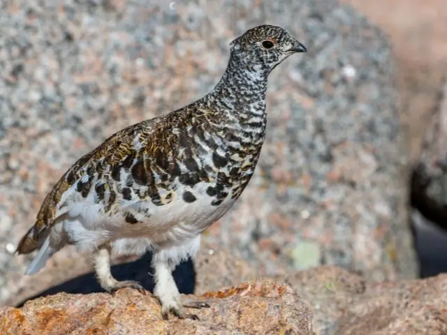 Spotted bird with white tail