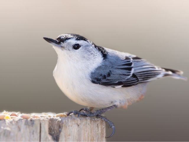 Gray and white bird on a wood
