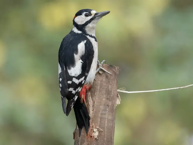 black and white woodpecker