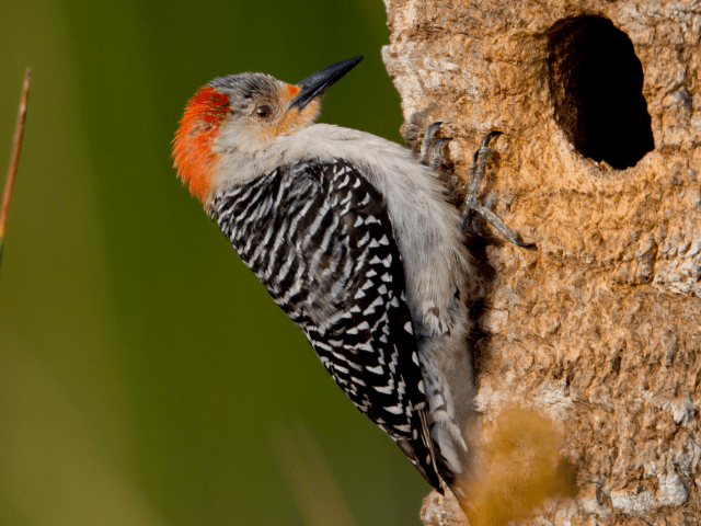 Woodpecker perched on a tree with hole