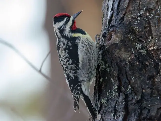 Yellow-bellied Sapsucker