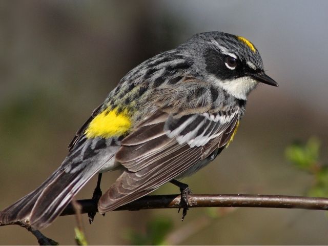 gray bird with yellow crown