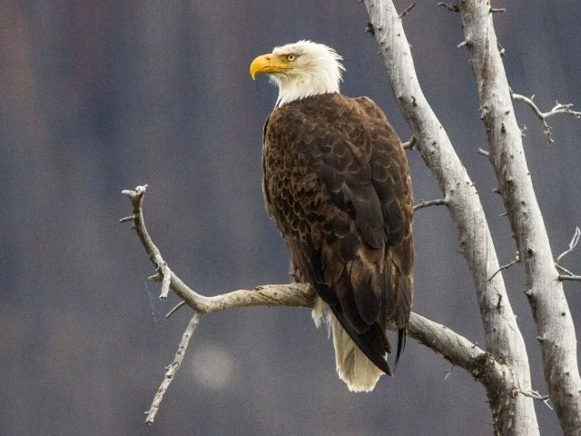 Bald Eagle looking for food from a tree branch