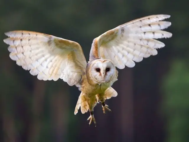Barn Owl in mid flight