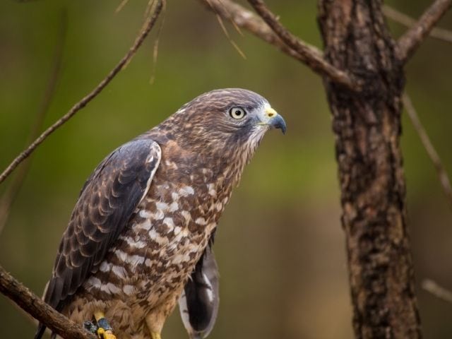 Broad Winged Hawk perched on a tree