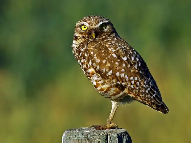 Burrowing Owl standing on a log