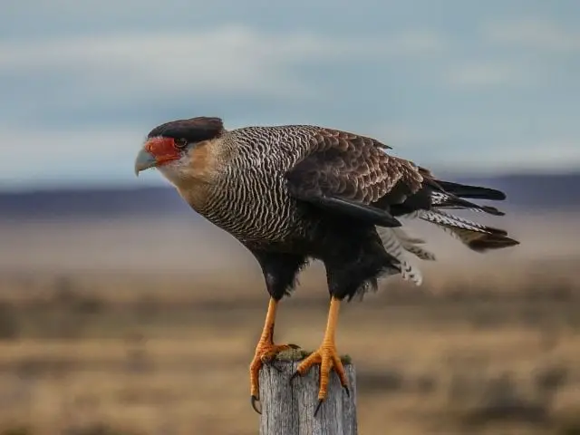 Crested Caracara of South America