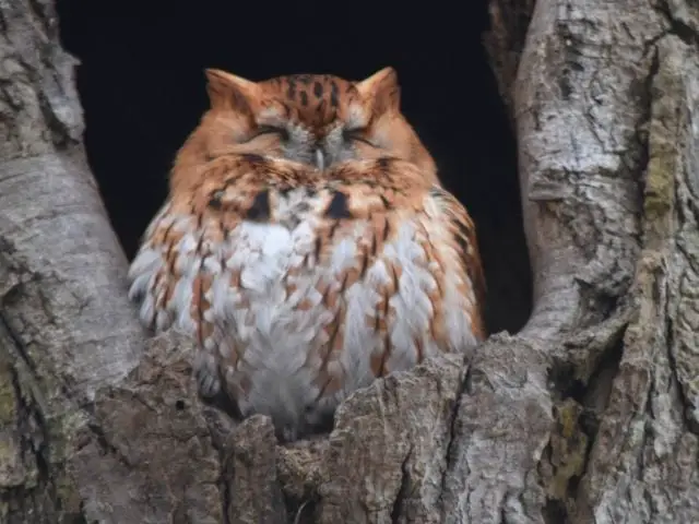 Eastern Screech Owl