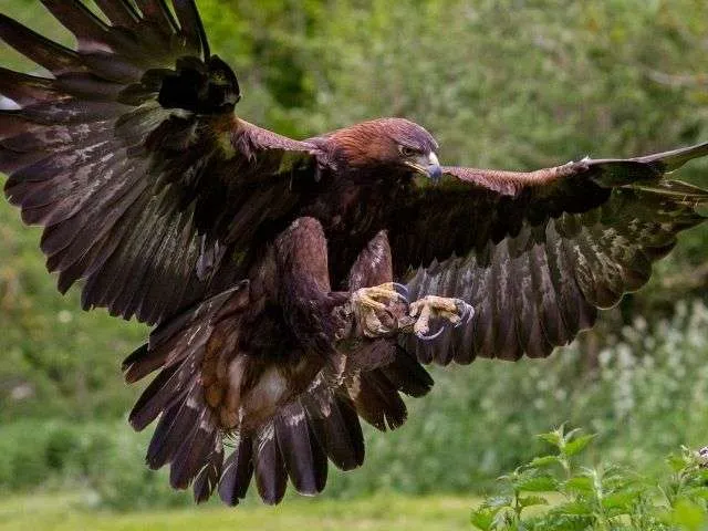 Golden Eagle landing with claws out