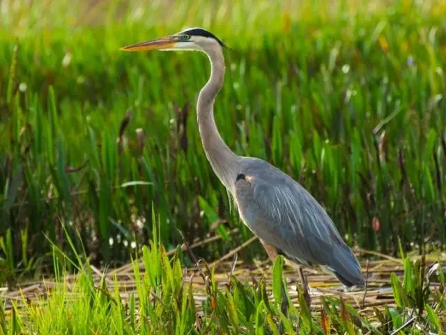 Great Blue Heron standing on a grass field