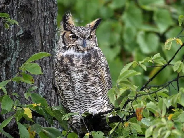 Great Horned Owl camouflaged on a tree