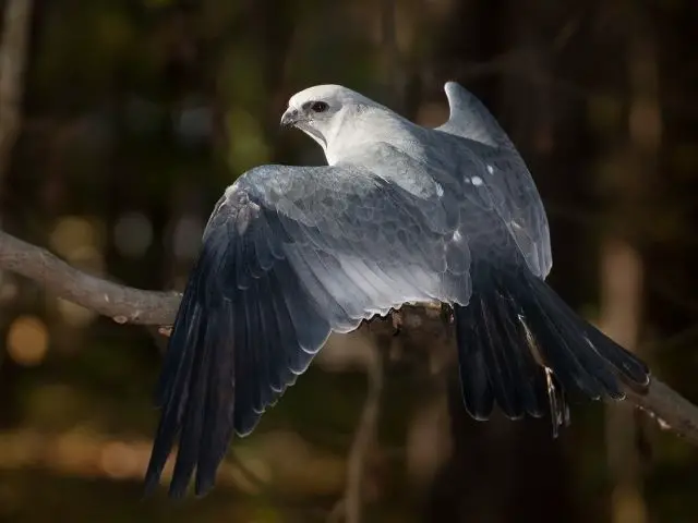 Mississippi Kite perching on a branch in a forest