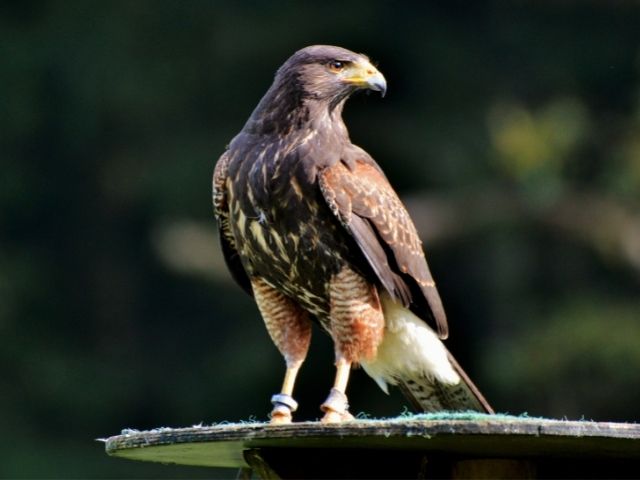 Peregrine Falcon in the nature