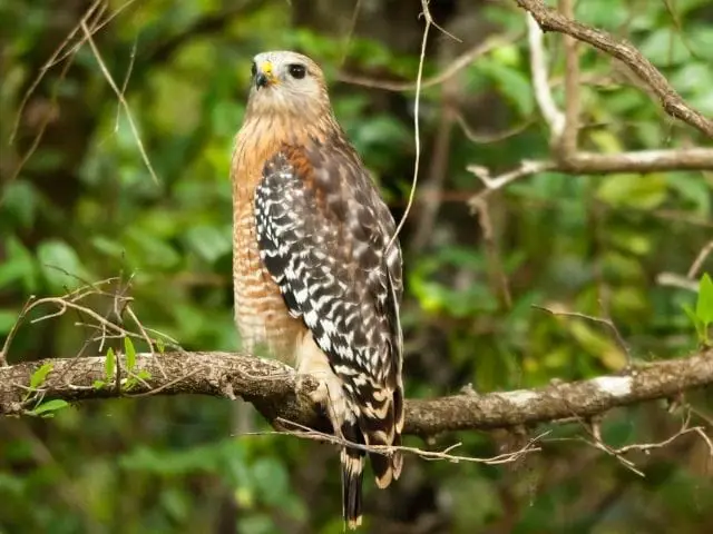 Red-Shouldered Hawk looking over a tree