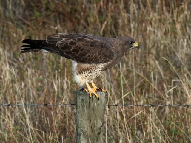 Swainsons Hawk standing over a fence