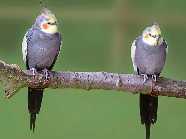 pair of Cockatiel on a branch