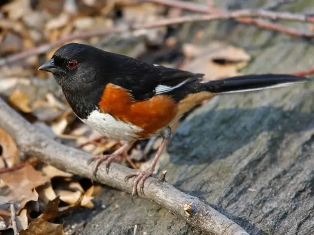 male Eastern Towhee