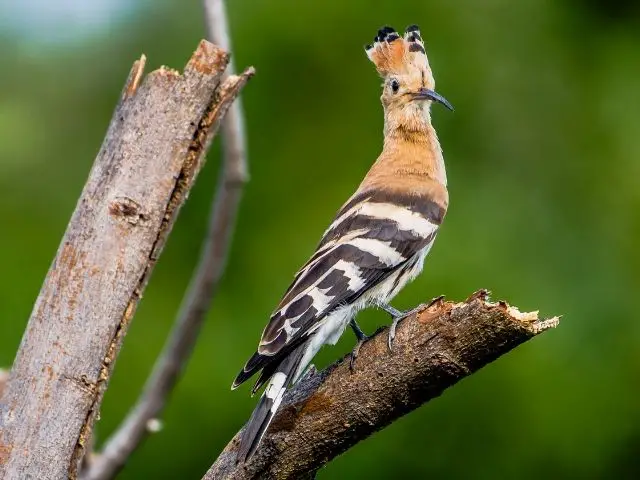 Crowned bird Eurasian Hoopoe