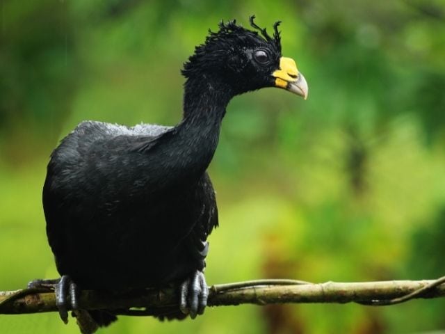 black Great Curassow