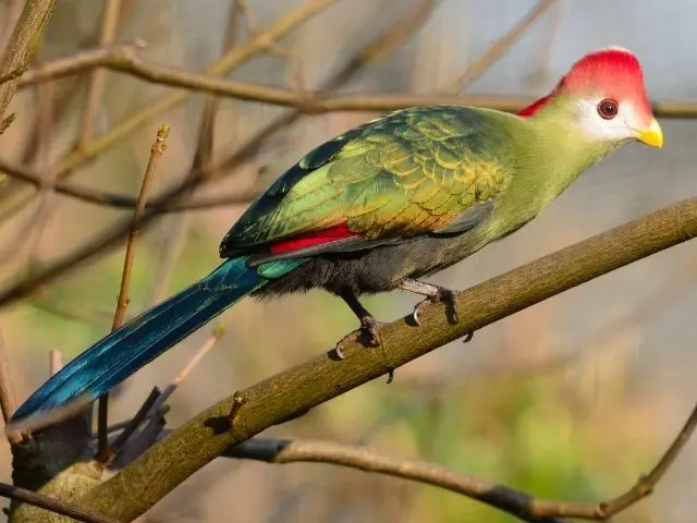 Red-crested Turaco