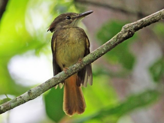 Adult female Royal Flycatcher