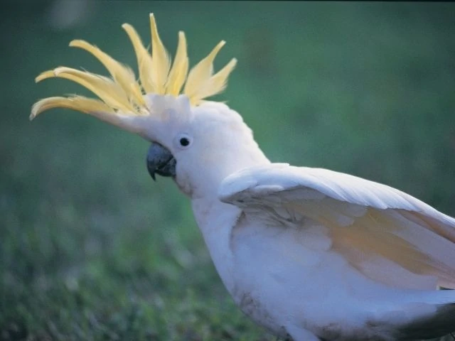 cockatoo with yellow crest