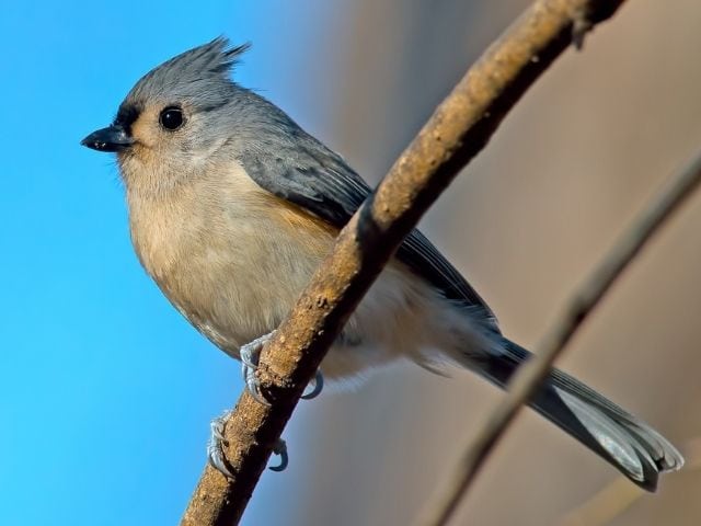 Titmouse facing left