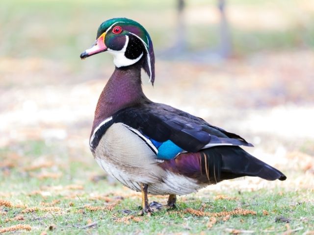 male Wood Duck