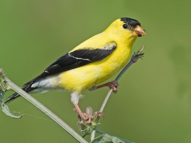 American Goldfinch standing on a tree branch