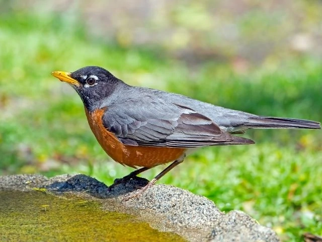 American Robin near water