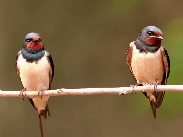 a pair of Barn Swallow