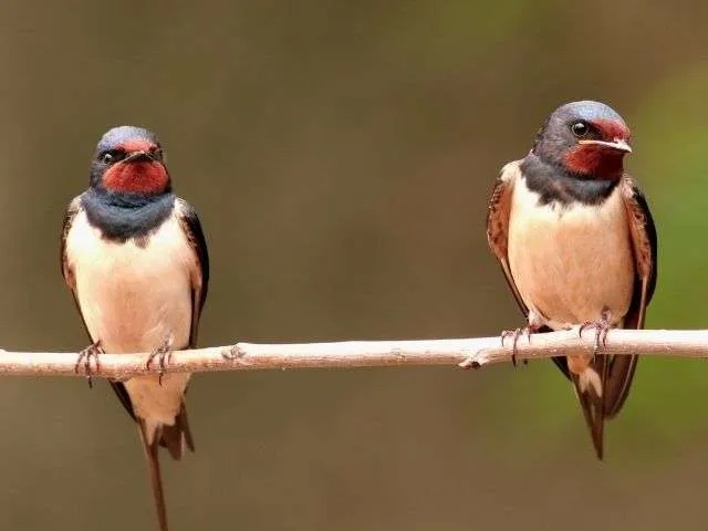 pair of Barn Swallow on a wire