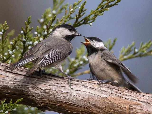 pair of Carolina Chickadee