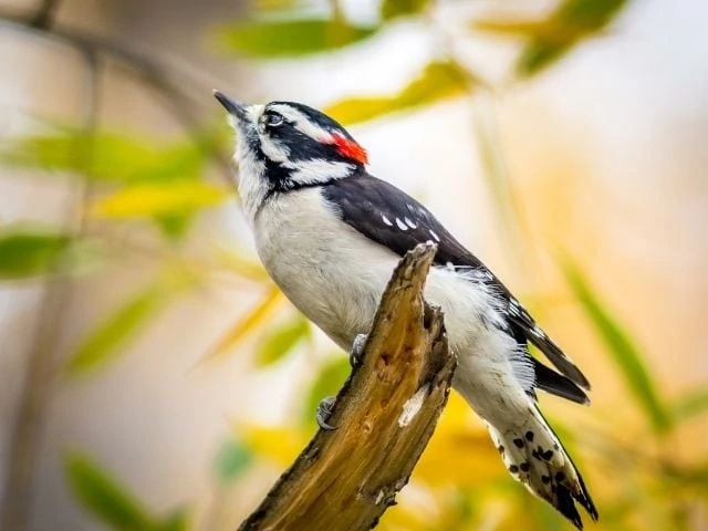 Downy Woodpecker looking up for food