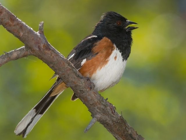 Eastern Towhee sitting on a branch