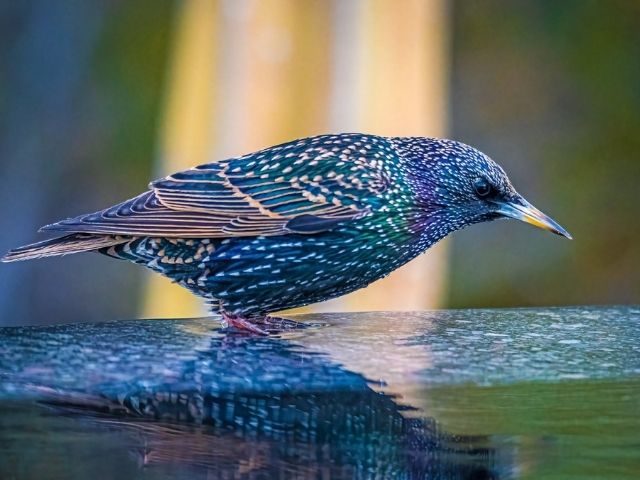 green and blue European Starling
