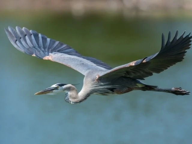 Great Blue Heron flying over lake
