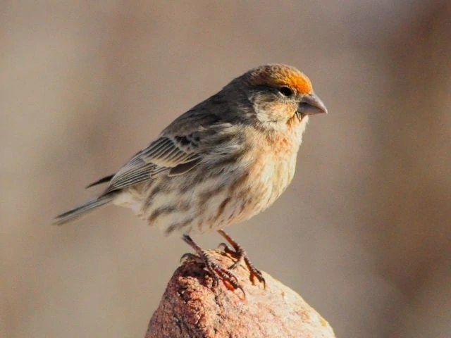 House Finch perched on a rock